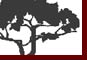 East Gippsland Tree Services print work